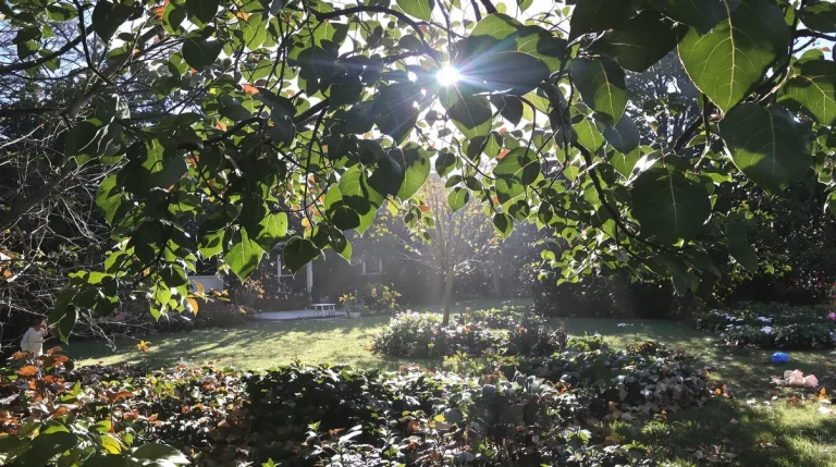 Jardiniers : cette vivace d’ombre méconnue illumine l’hiver, nourrit les abeilles et étouffe les mauvaises herbes